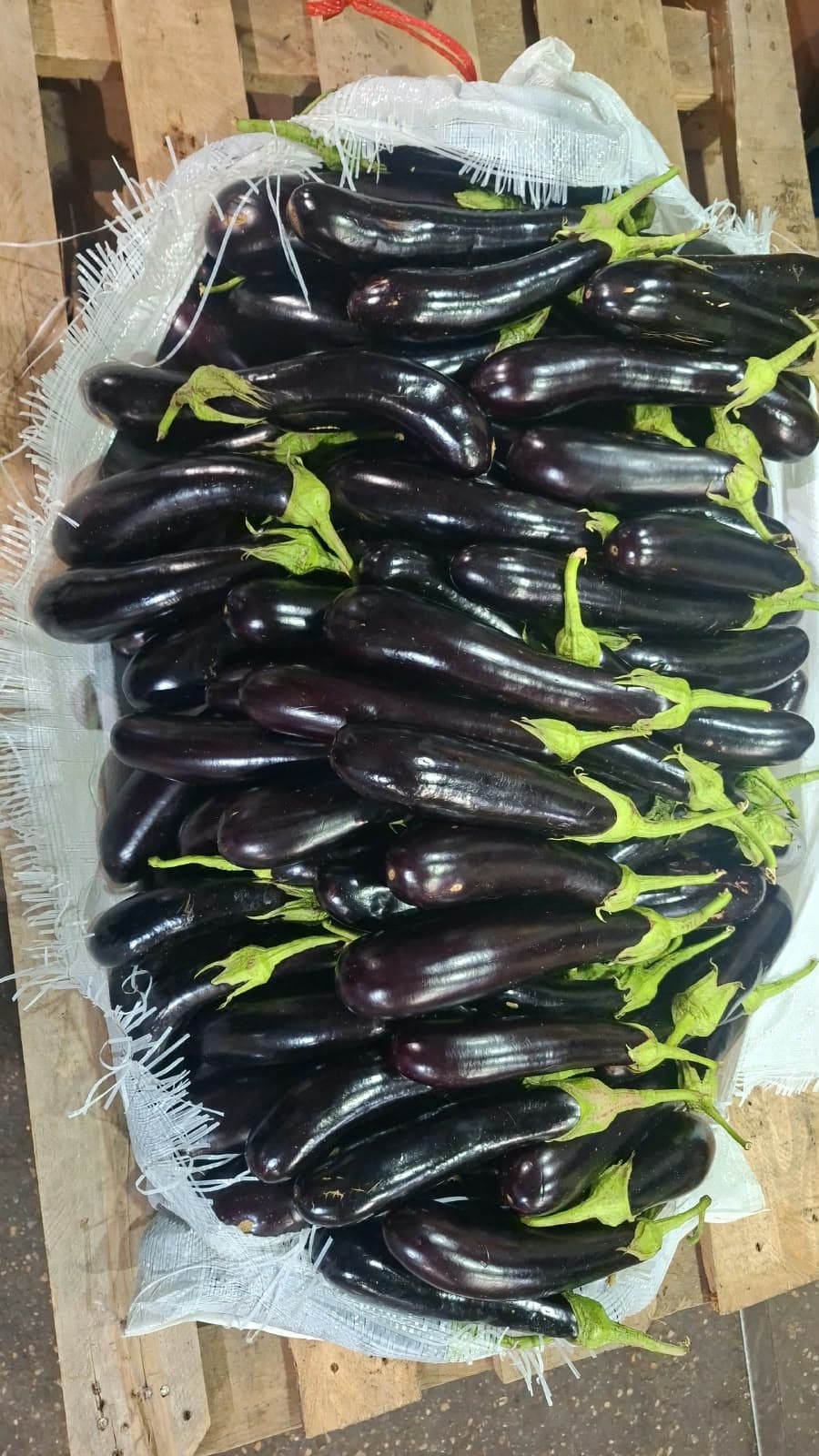 Badımcan Dolmalıq 1