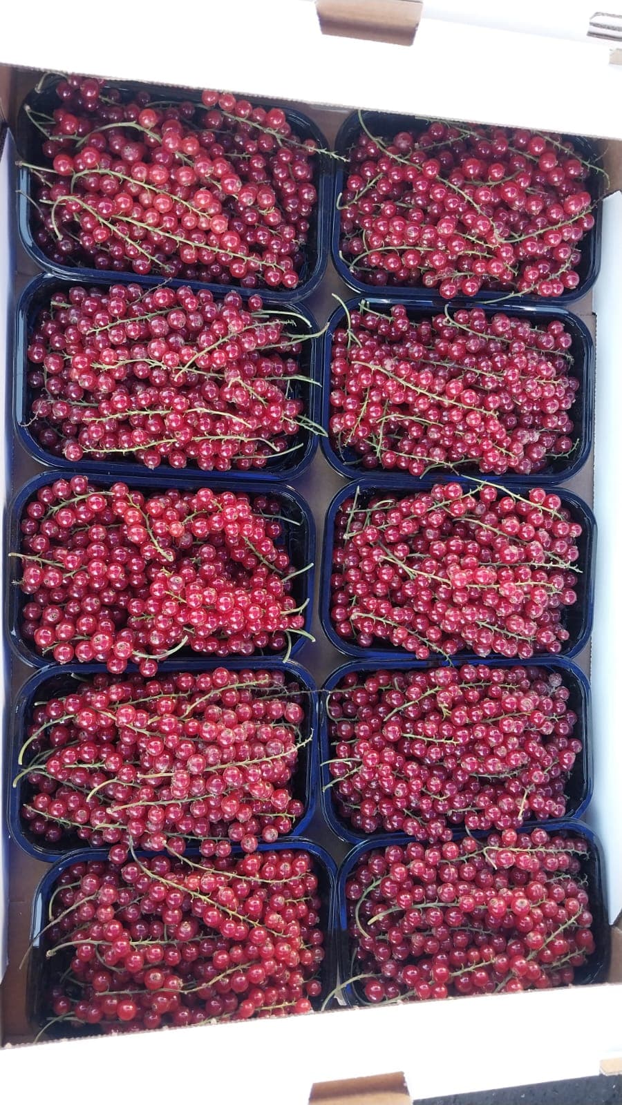 Qarağat qırmızı xarici 1