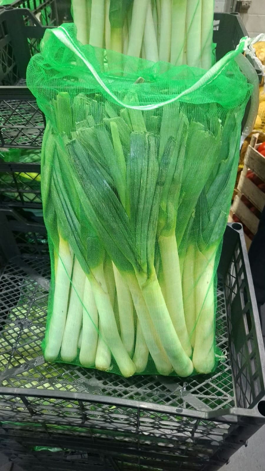 Soğan yaşıl 1
