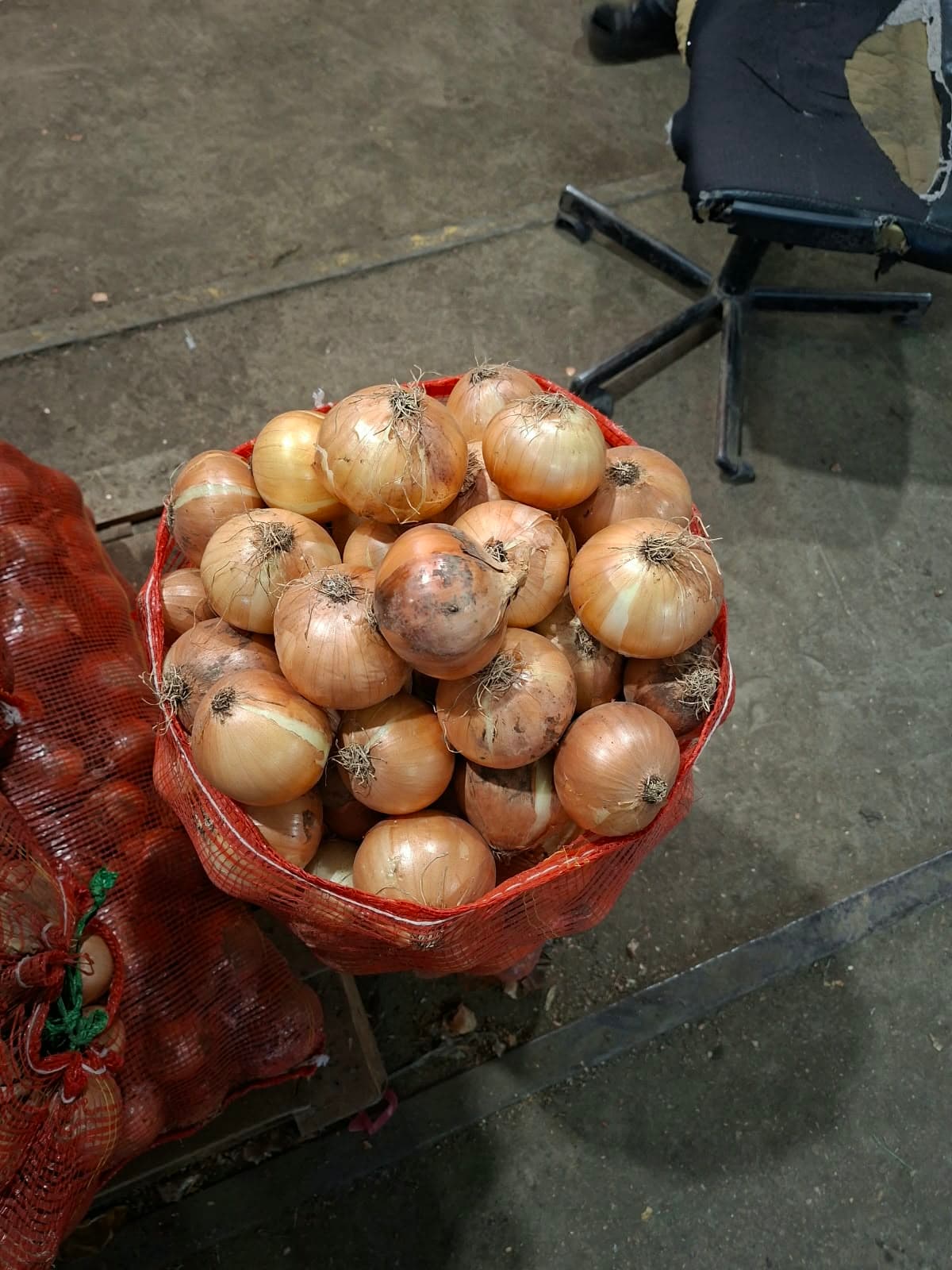 Soğan 1