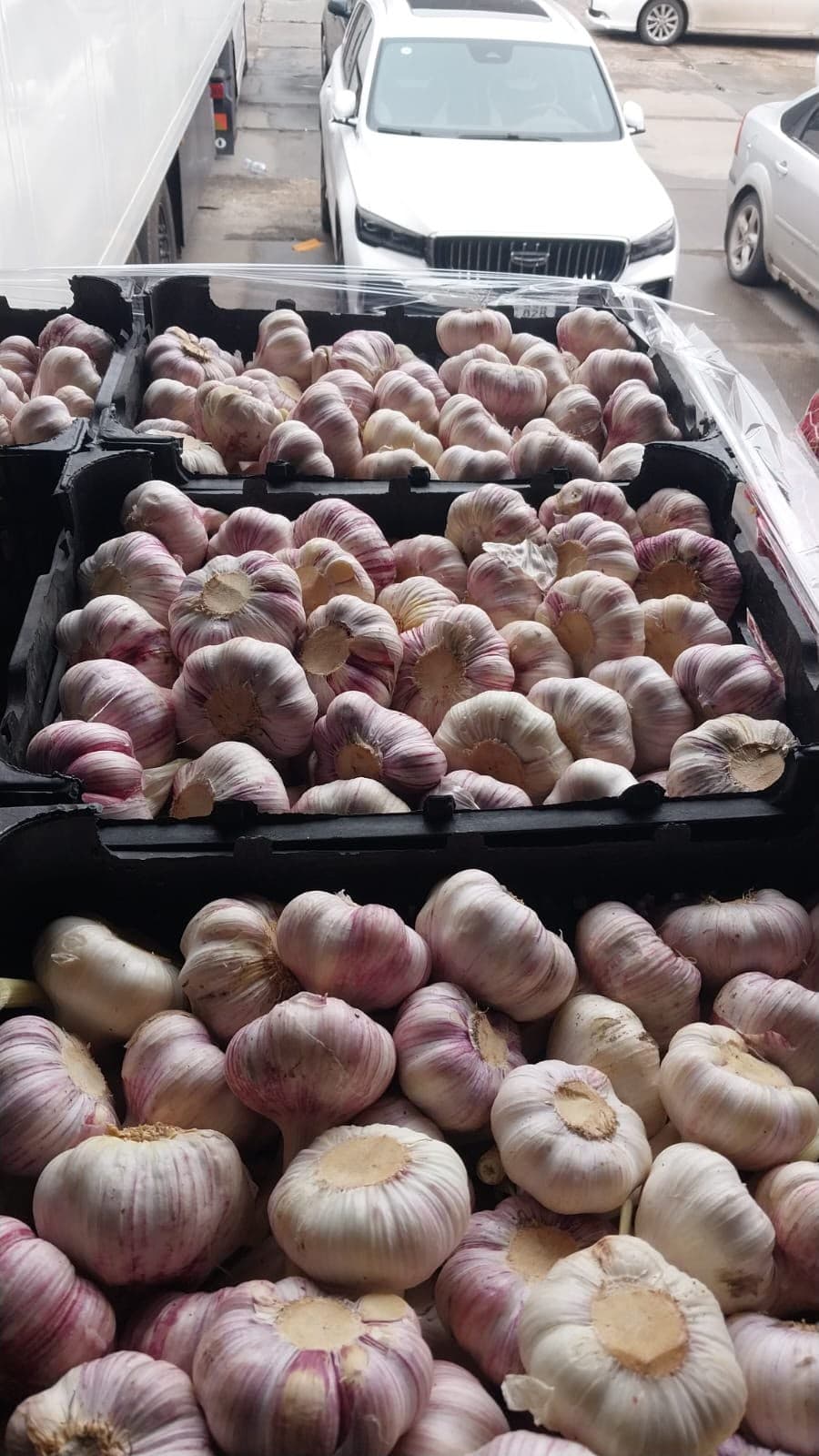 Sarımsaq 1