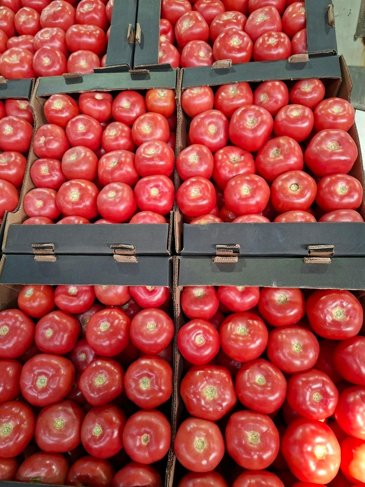Pomidor Dolma üçün 1
