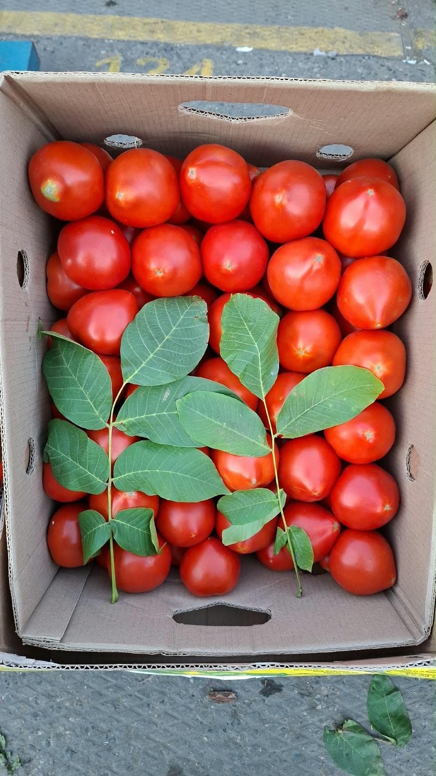 Pomidor 1