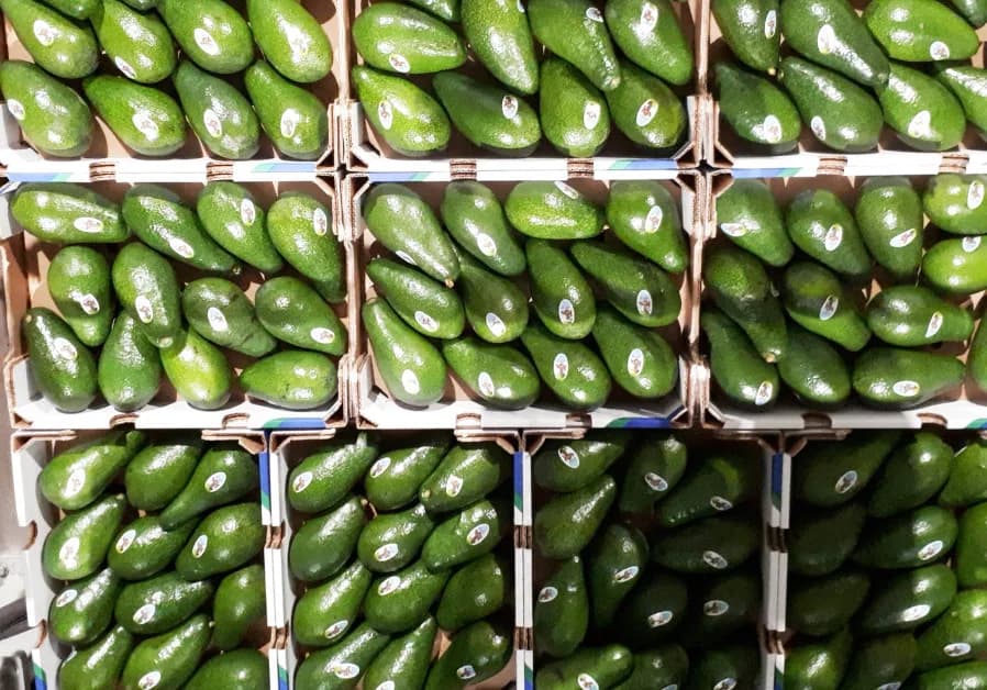 Avokado Gold 1