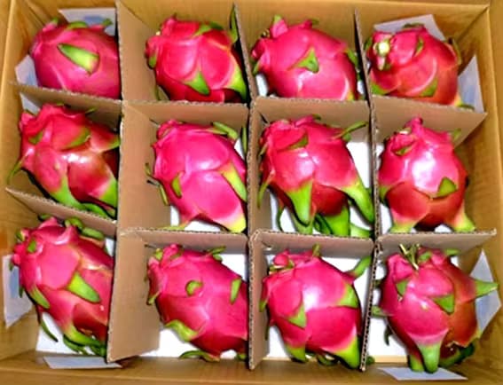 Pitaya Dragon fruit white 1