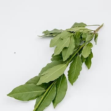 Dəfnə yarpağı 1
