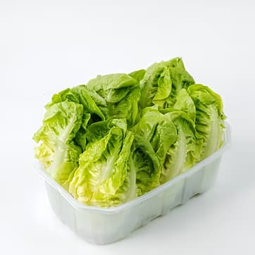 Kahı mini Baby lettuce 1