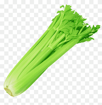 Kərəviz saplağı 1