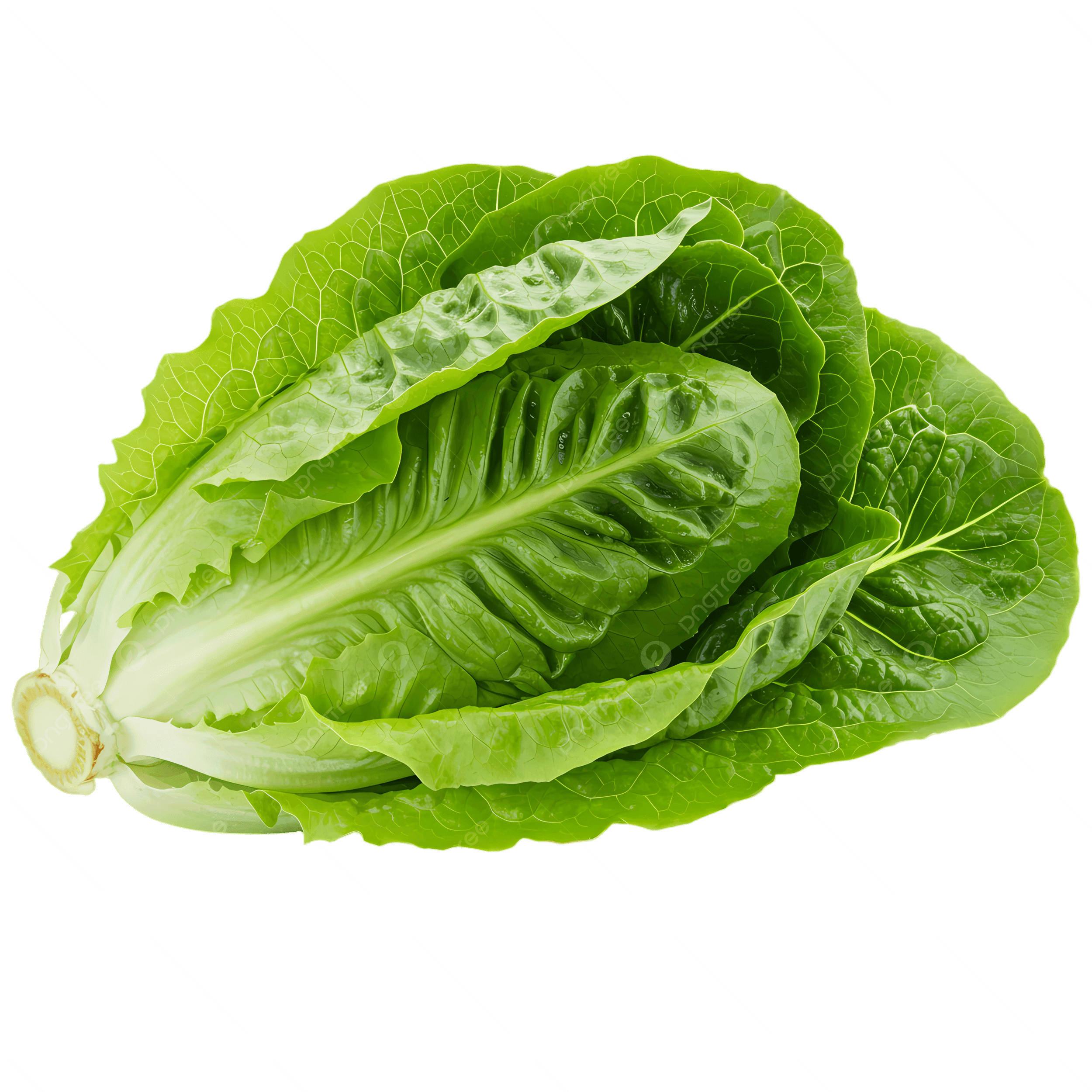 Salat Aysberq 2